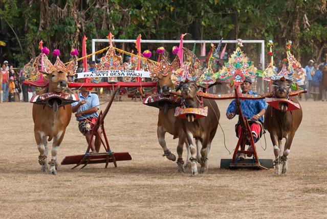 Sapi Gerumbungan. Balinese style bull race. Bei diesem Rennen geht es nicht um die Geschwindigkeit. Gewinnen tut das Gespann, welches am schönsten läuft.